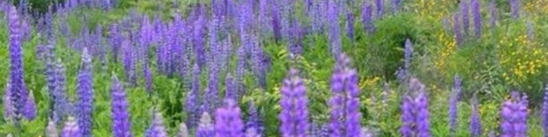 Campo de flores de lupino moradas con árboles y una roca al fondo.