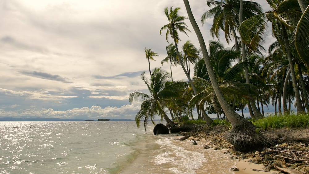 Ein Strand mit Palmen und ruhiger See.