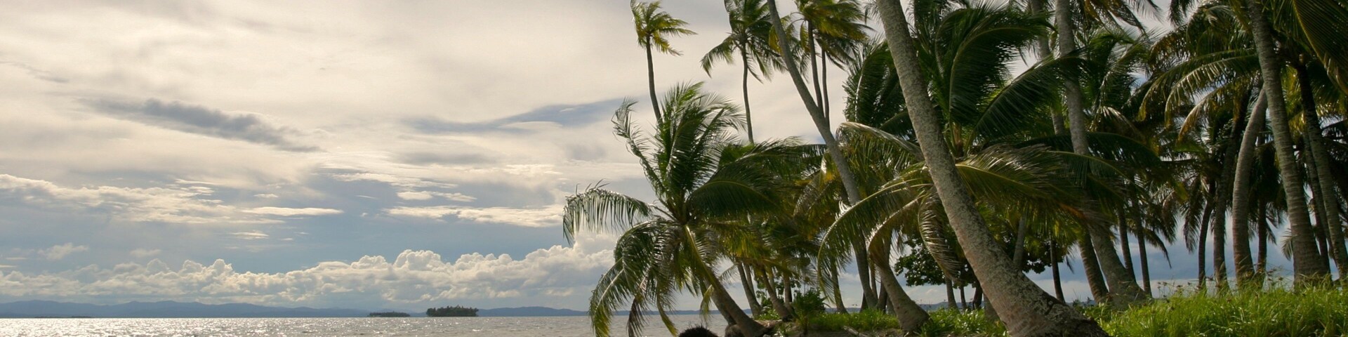 Una playa con palmeras y un mar tranquilo.