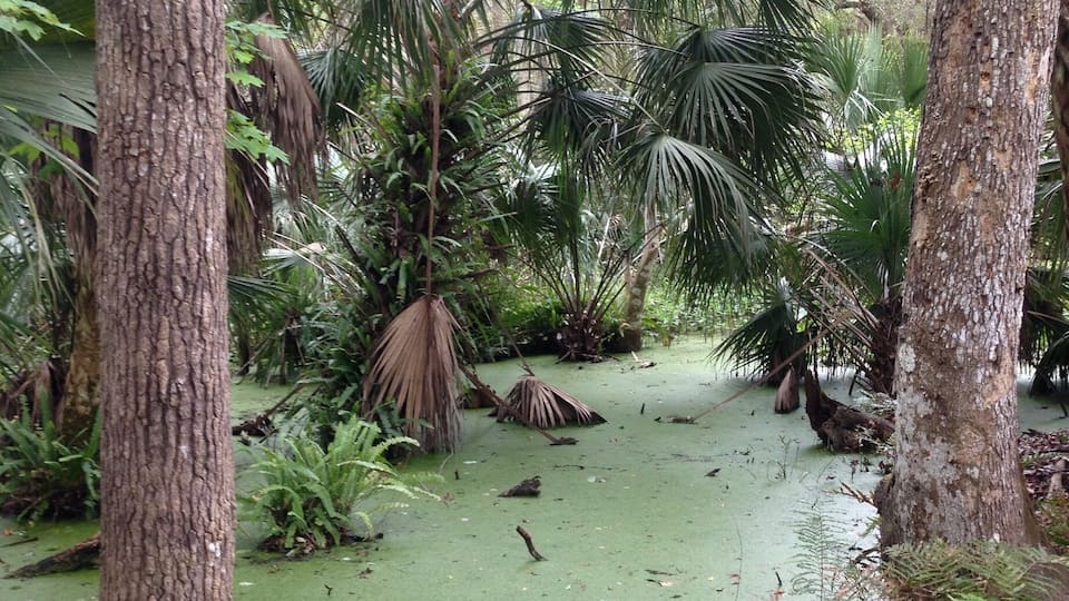 A swampy area with green water, trees, and ferns.
