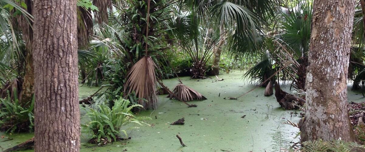 A swampy area with green water, trees, and ferns.