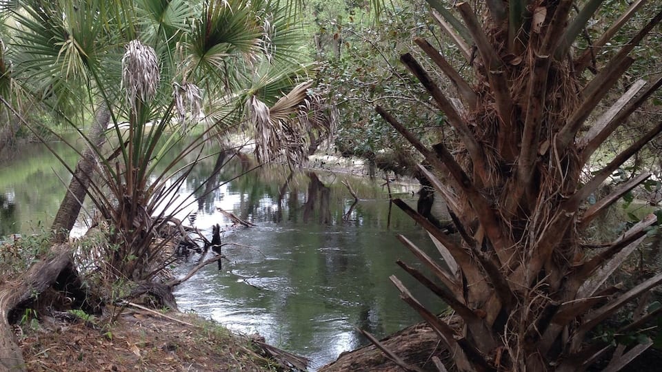 A serene pond surrounded by palm trees and a fallen tree trunk.