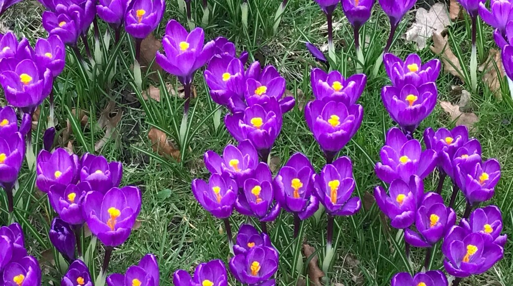 Wow. The beauty of spring right in the green space on an intersection on a busy Hamburg street. Discovered while cycling through the city.