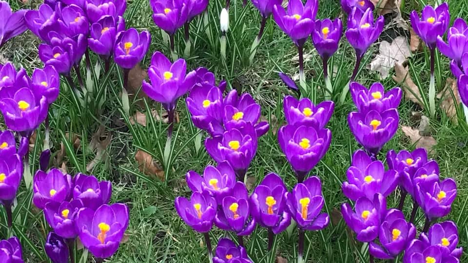 Wow. The beauty of spring right in the green space on an intersection on a busy Hamburg street. Discovered while cycling through the city.