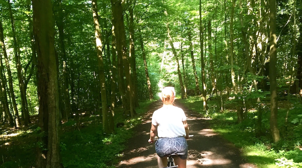 On a hot summer day you can't find something better to do, as to ride your bike through the this the forrest.
On top there is a delicious ice cream stand nearby and the tram isn't to far as well