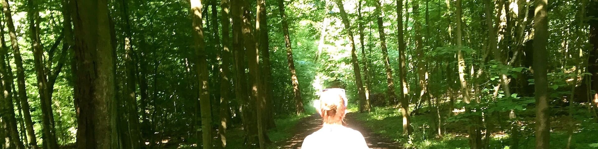 On a hot summer day you can't find something better to do, as to ride your bike through the this the forrest.
On top there is a delicious ice cream stand nearby and the tram isn't to far as well