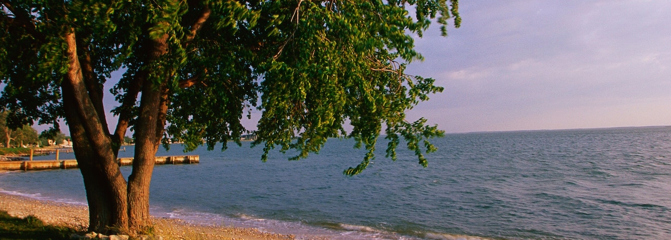 Una playa con dos sillas Adirondack blancas bajo un árbol, con vista al mar.