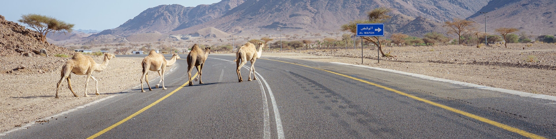 Saudi Arabia. Camels Crossing the Road