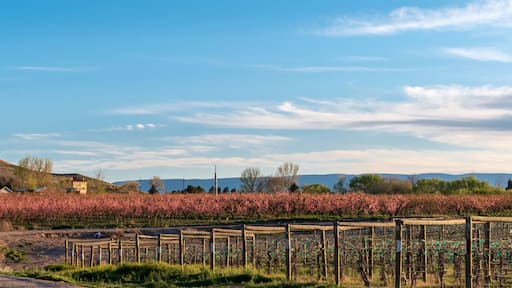 Orchards and Vineyards in Palisade, Colorado
