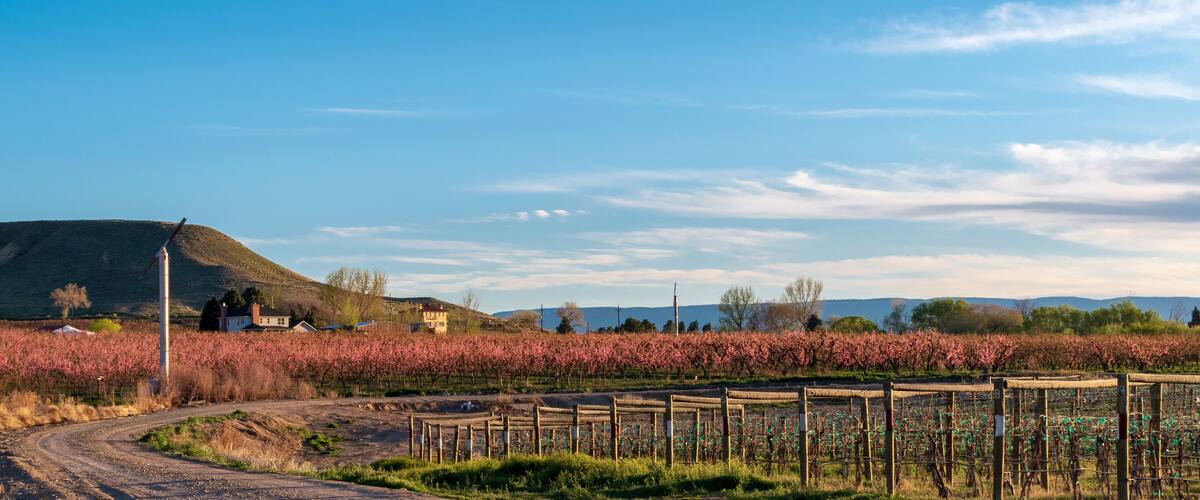 A vineyard with rows of pink flowering vines, a dirt road, and houses in the background.