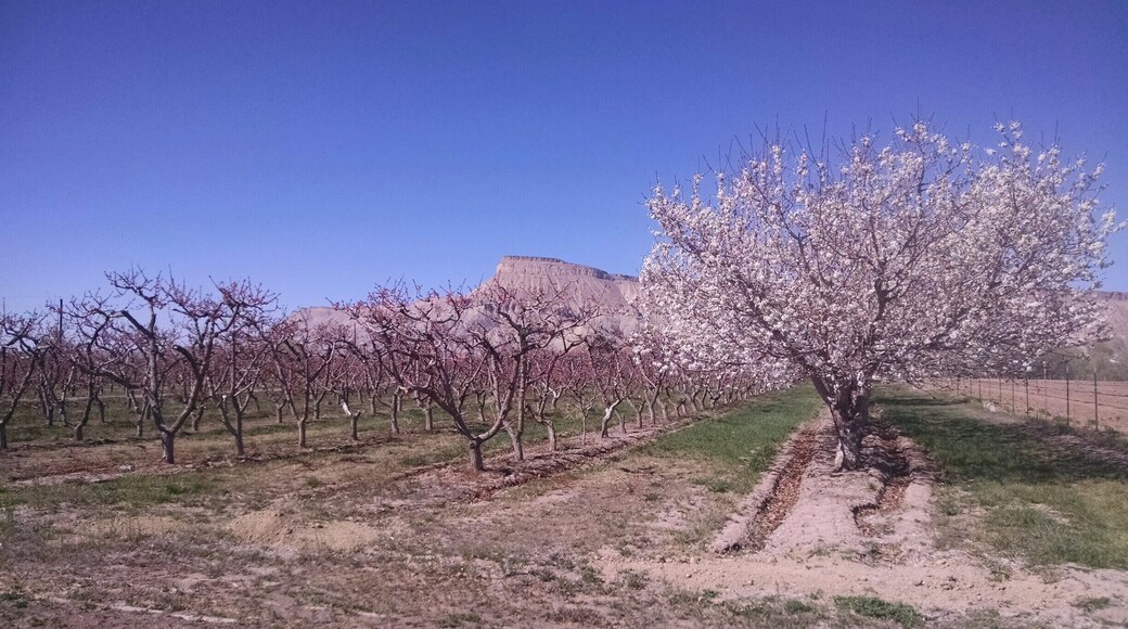 Beautiful peach orchards beginning to bloom in late March.
