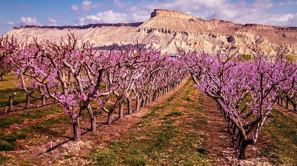 Springtime in the Palisade Colorado. The peach orchards create a sea of pink blooms in the valley!
