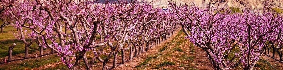 Springtime in the Palisade Colorado. The peach orchards create a sea of pink blooms in the valley!