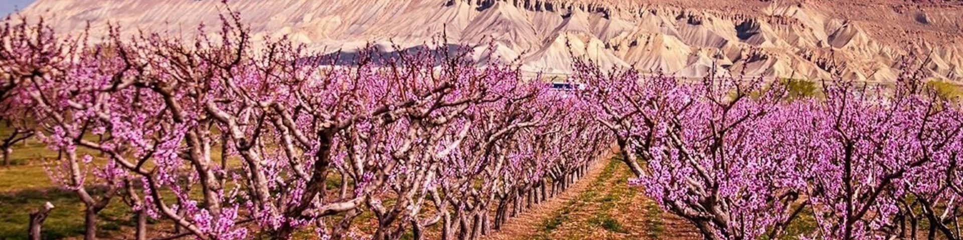 Springtime in the Palisade Colorado. The peach orchards create a sea of pink blooms in the valley!
