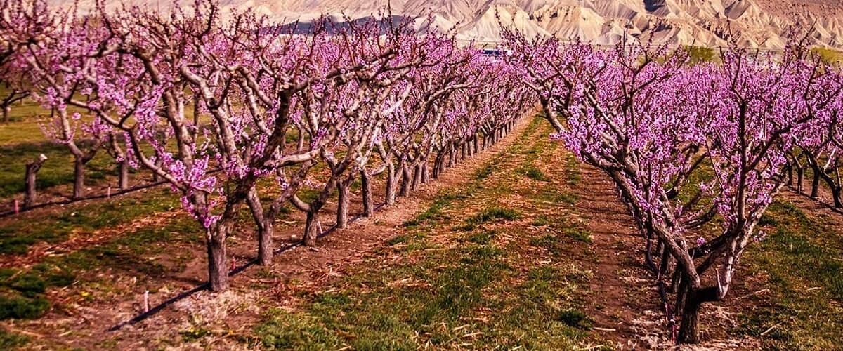 Springtime in the Palisade Colorado. The peach orchards create a sea of pink blooms in the valley!