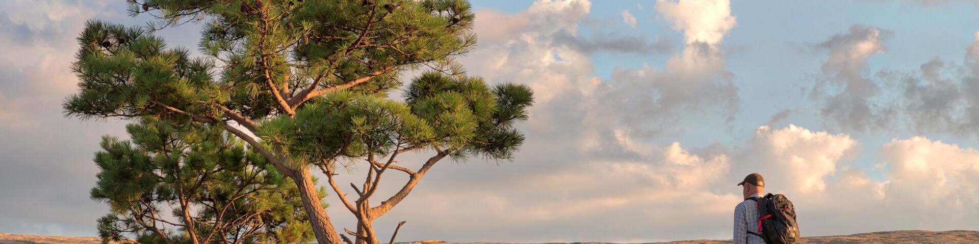 A hiker with a backpack standing on rocky terrain with a pine tree in the foreground.
