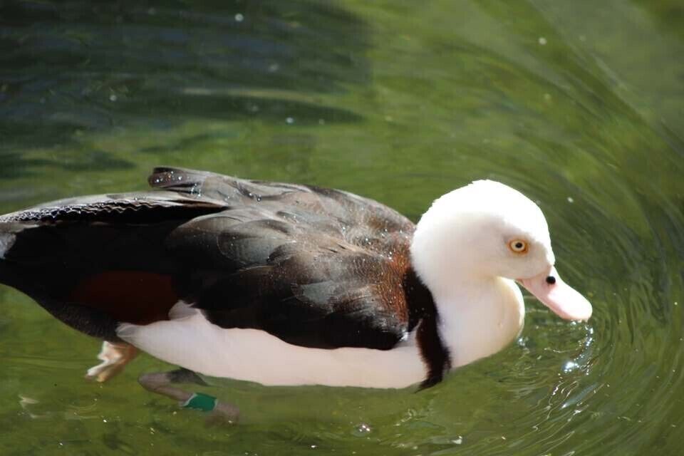 Another from the Flamingo Habitat