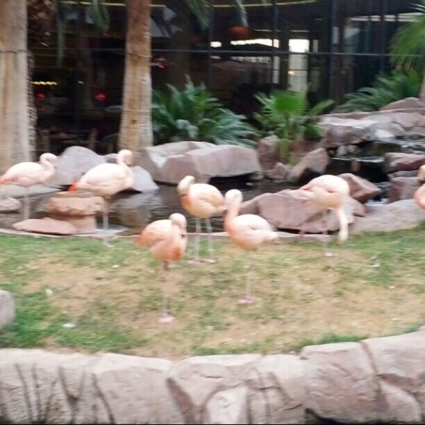 Flamingo Wildlife Habitat
