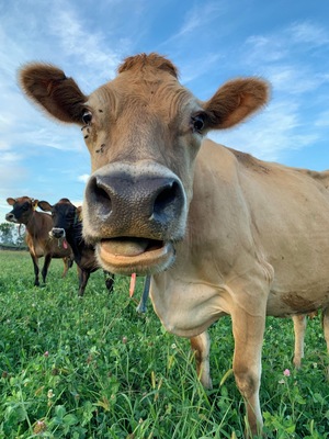 Cute farm that you can stay at in Lancaster, PA
