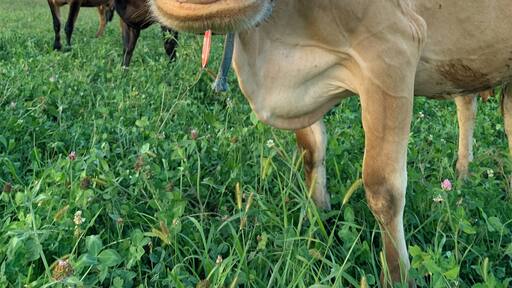 Cute farm that you can stay at in Lancaster, PA