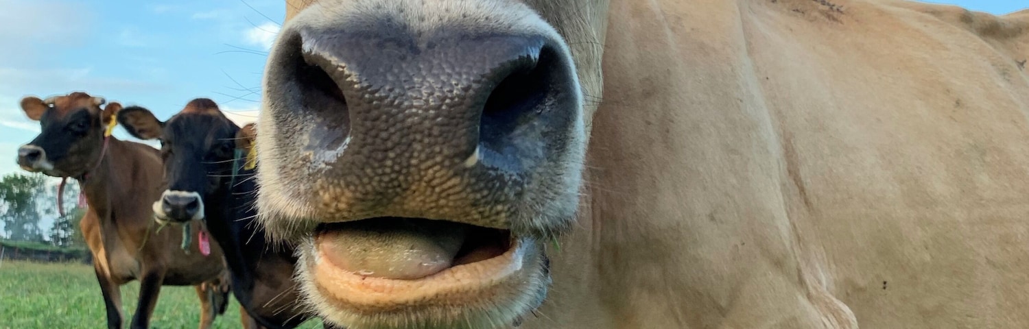 Cute farm that you can stay at in Lancaster, PA