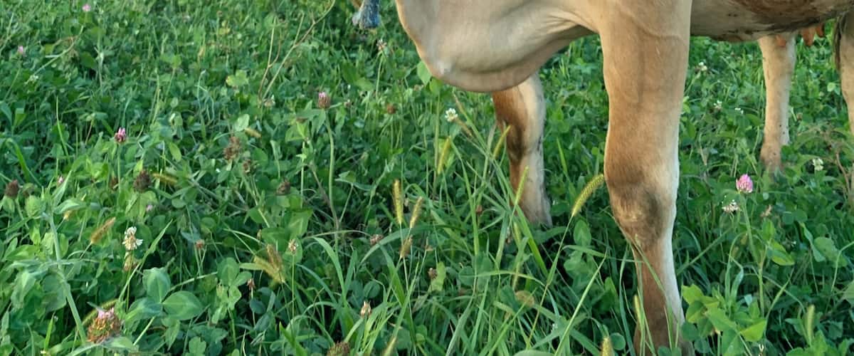 Cute farm that you can stay at in Lancaster, PA