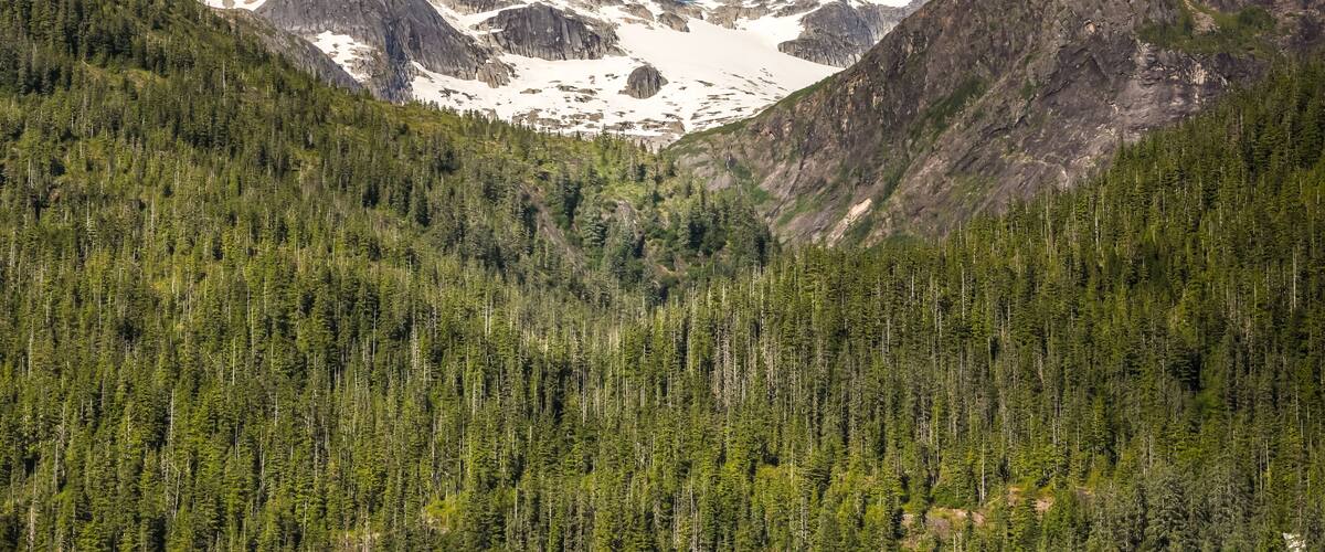 A mountainous landscape with dense forests and snow-capped peaks under a clear blue sky.