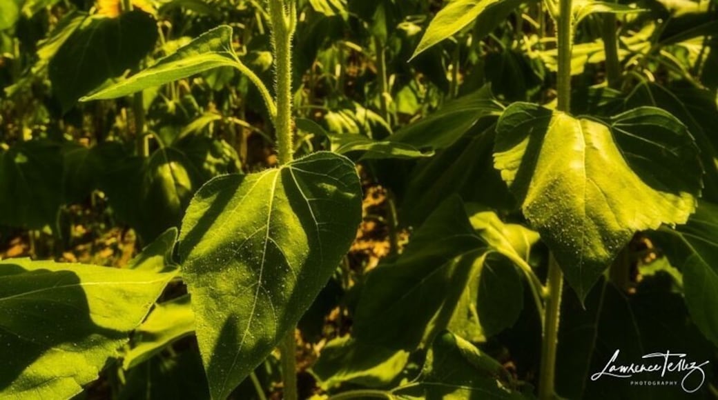 Sunflower maze.
For prints/workshops: www.lawrencetellezphotos.com
#sunflowers #summer #outdoors #landscapephotography