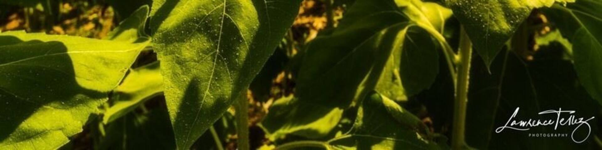 Sunflower maze.
For prints/workshops: www.lawrencetellezphotos.com
#sunflowers #summer #outdoors #landscapephotography