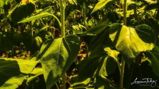Sunflower maze.
For prints/workshops: www.lawrencetellezphotos.com
#sunflowers #summer #outdoors #landscapephotography