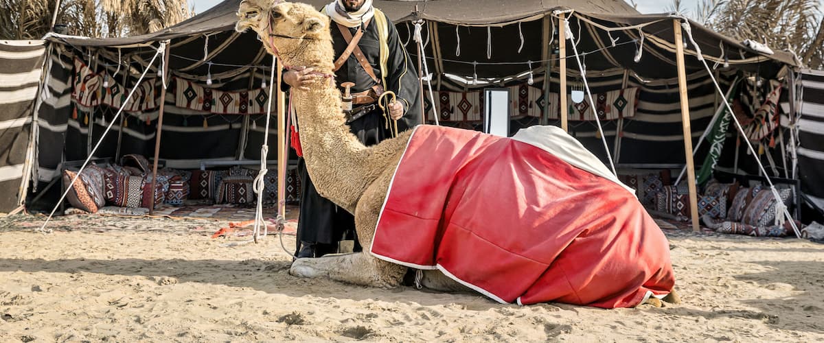 A camel with a red blanket, a tent, and patterned fabrics in a desert setting.