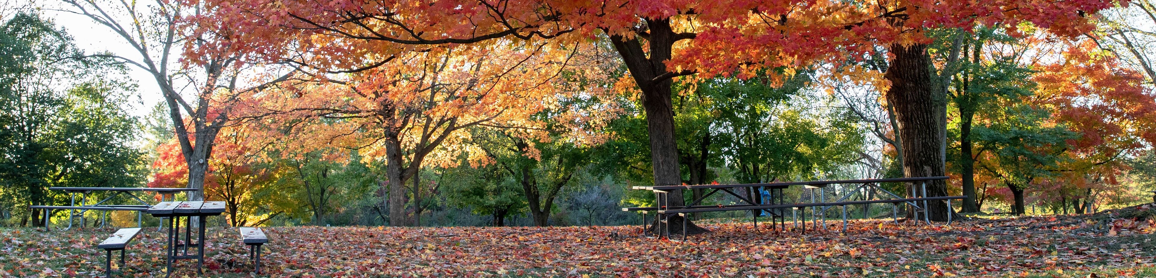Horizontal banner of Brilliant fall colors bursting with  yellow, red and orange on stately old maple trees in an Illinois forest preserve with empty picnic tables