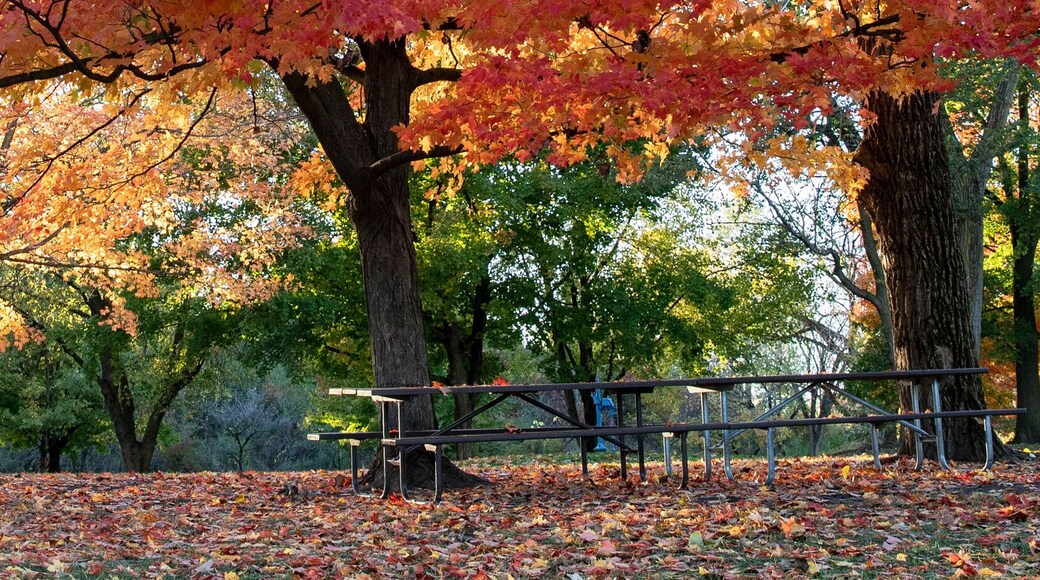 Horizontal banner of Brilliant fall colors bursting with yellow, red and orange on stately old maple trees in an Illinois forest preserve with empty picnic tables