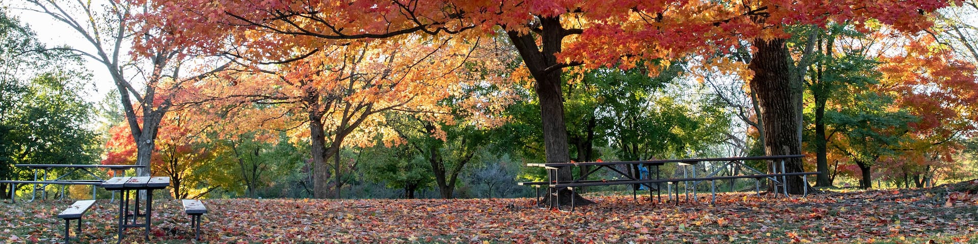 Horizontal banner of Brilliant fall colors bursting with yellow, red and orange on stately old maple trees in an Illinois forest preserve with empty picnic tables