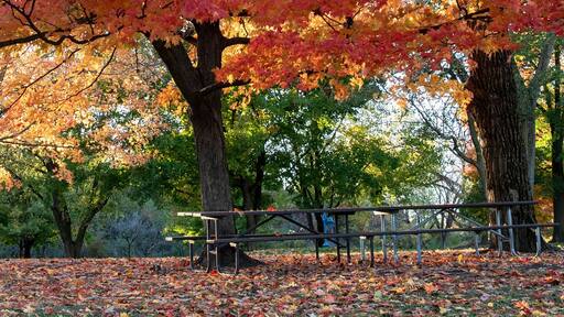 Horizontal banner of Brilliant fall colors bursting with yellow, red and orange on stately old maple trees in an Illinois forest preserve with empty picnic tables