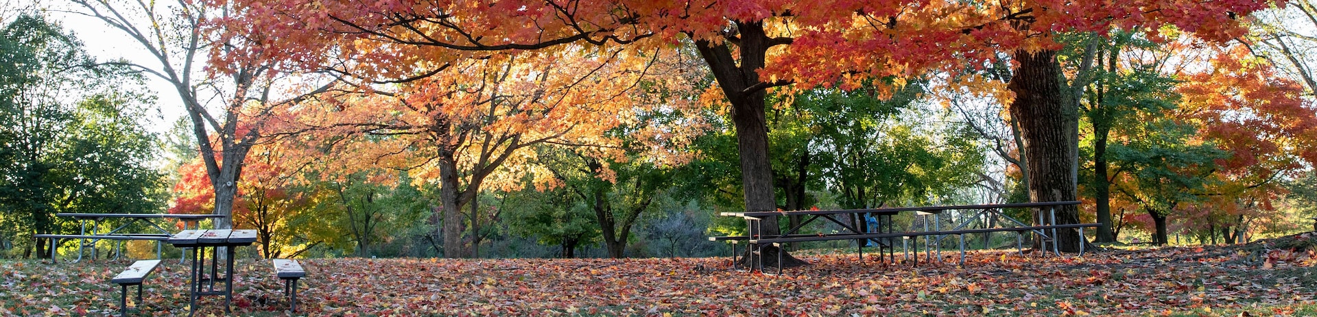 Horizontal banner of Brilliant fall colors bursting with yellow, red and orange on stately old maple trees in an Illinois forest preserve with empty picnic tables