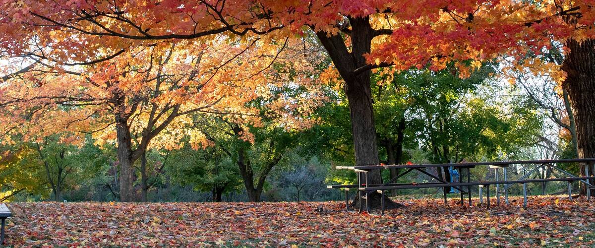 A park with autumn trees, fallen leaves, and picnic tables.