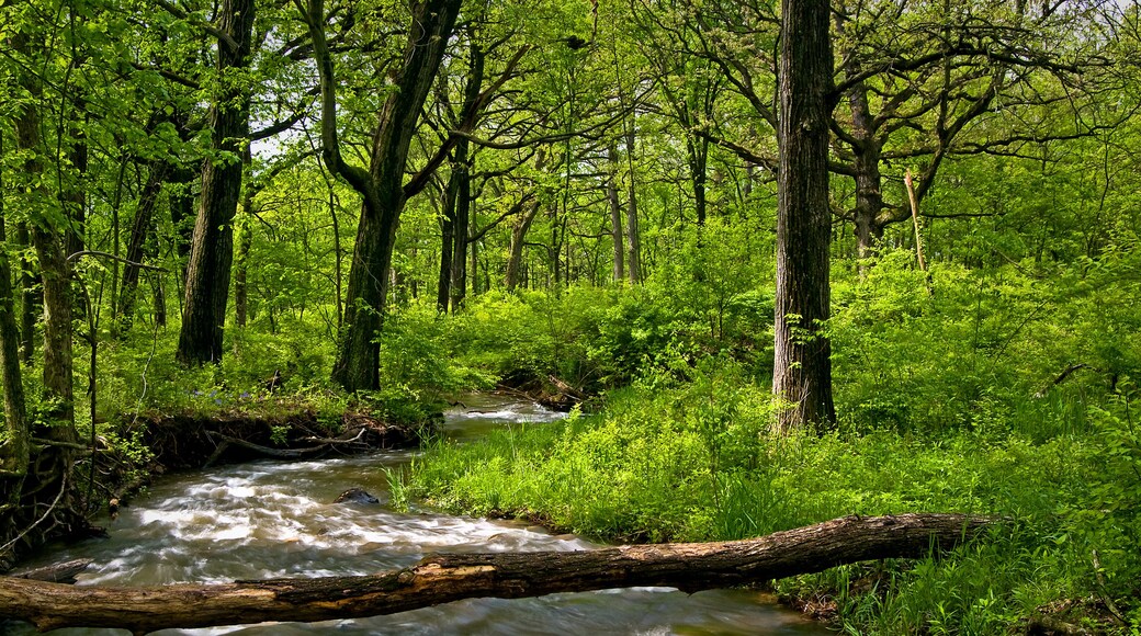A creek swollen by spring rains rushes through a woodland landscape.
