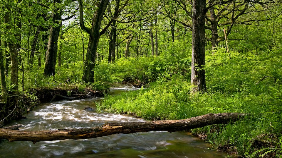 A flowing river in a dense forest with tall trees and lush greenery.