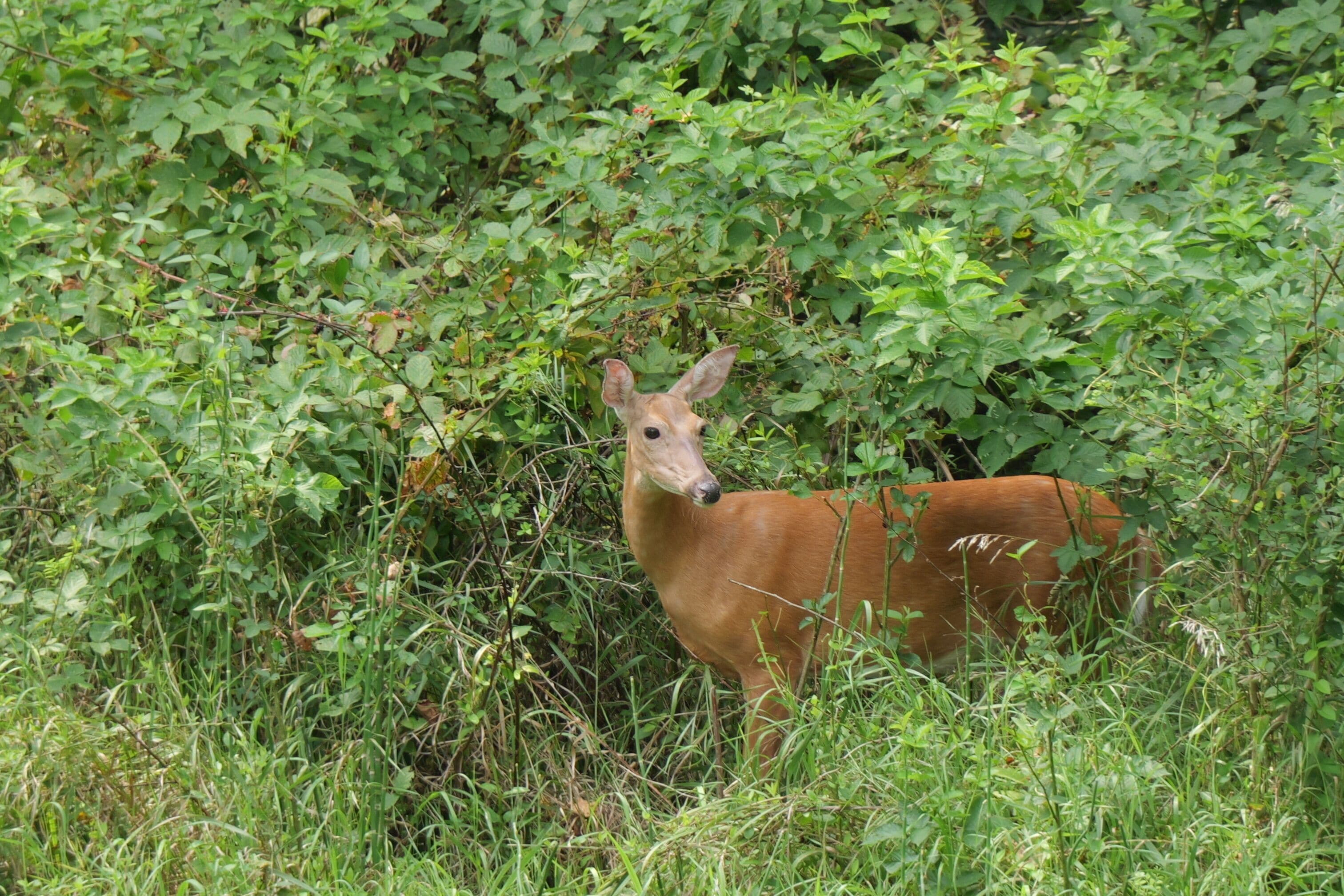 A deer in a dense green bushy area.