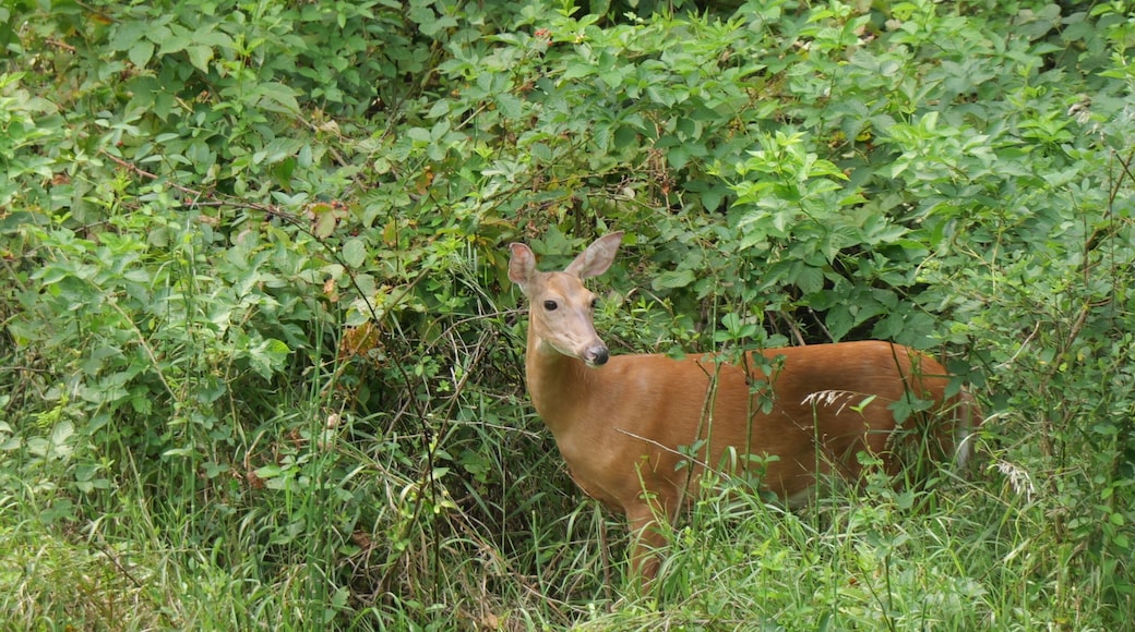 A deer in a dense green bushy area.