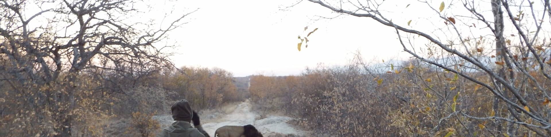 Um leão a nossa frente. Safári fotográfico na reserva sul africana.