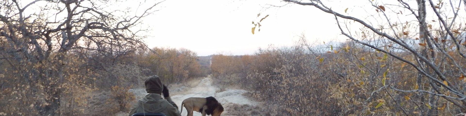 Um leão a nossa frente. Safári fotográfico na reserva sul africana.