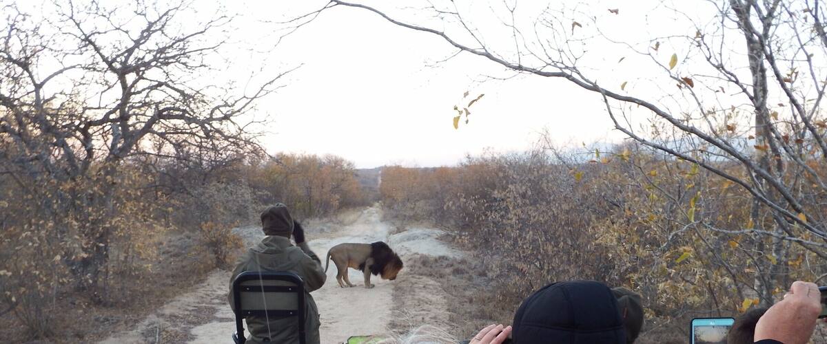 A dirt path flanked by leafless trees, with a person in the foreground and a lion in the background.