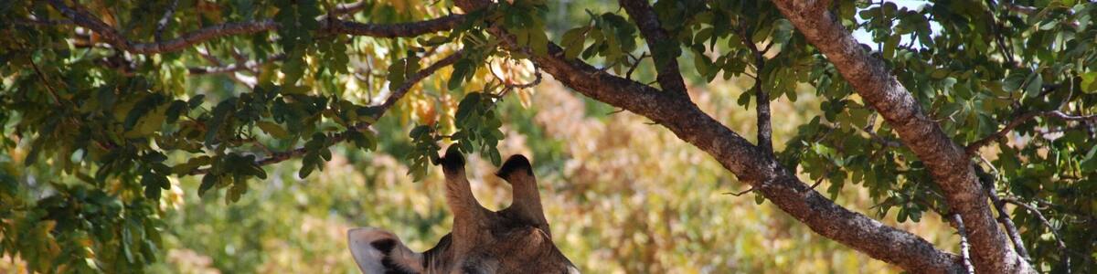 Tracking around for giraffes, I was greatful for buying and hauling a lens with some telephoto to it!