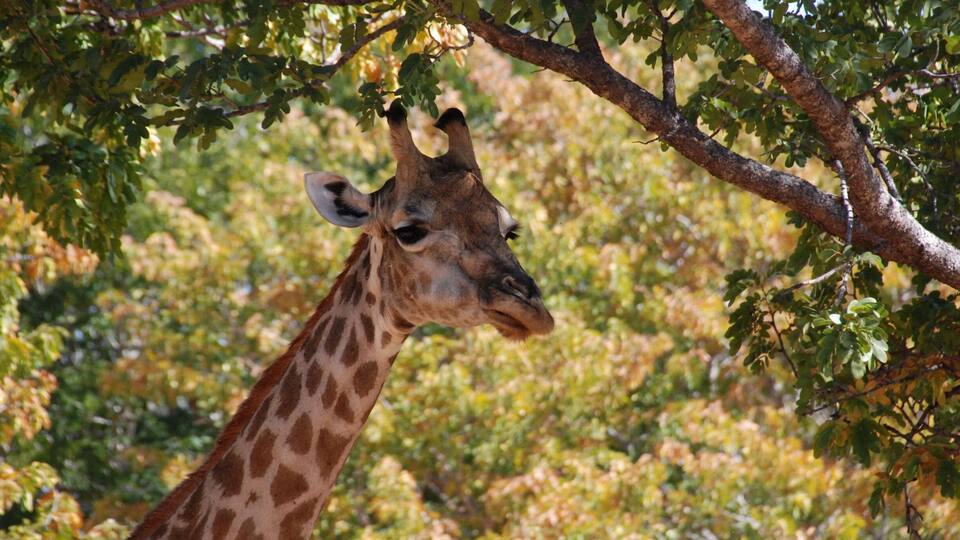 A giraffe with a brown coat and white spots, standing under a tree with green leaves.