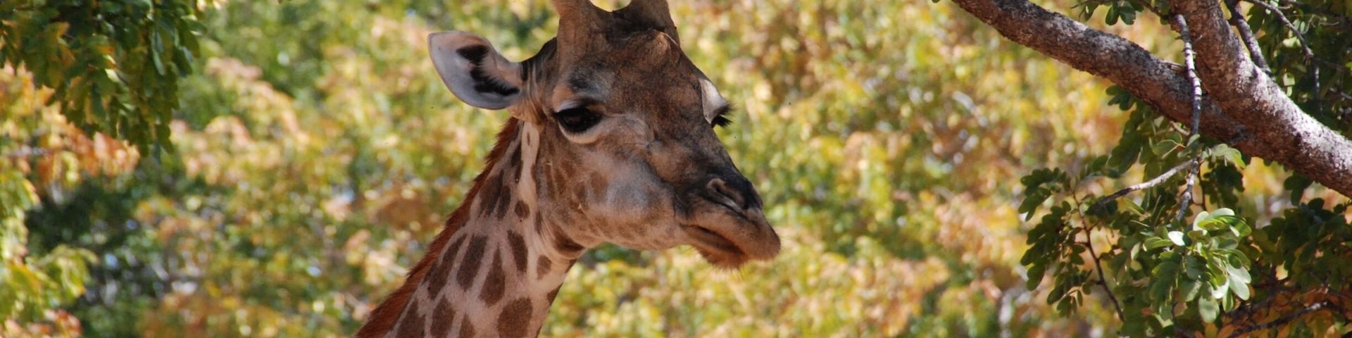 Tracking around for giraffes, I was greatful for buying and hauling a lens with some telephoto to it!