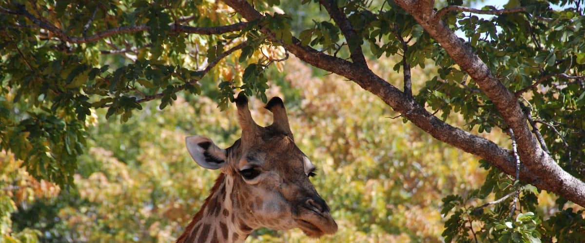 Tracking around for giraffes, I was greatful for buying and hauling a lens with some telephoto to it!