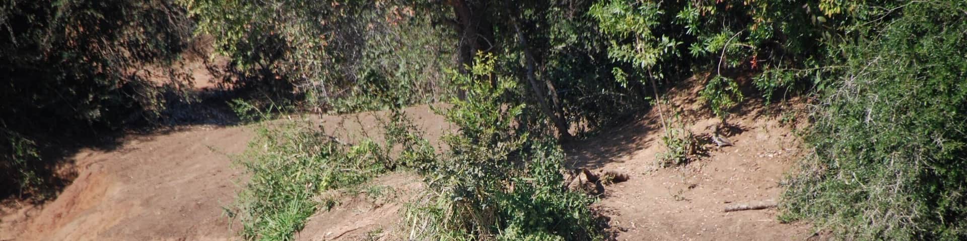 These guys were about six feet long. I watched for about 10 minutes and saw no movement. #noswimming