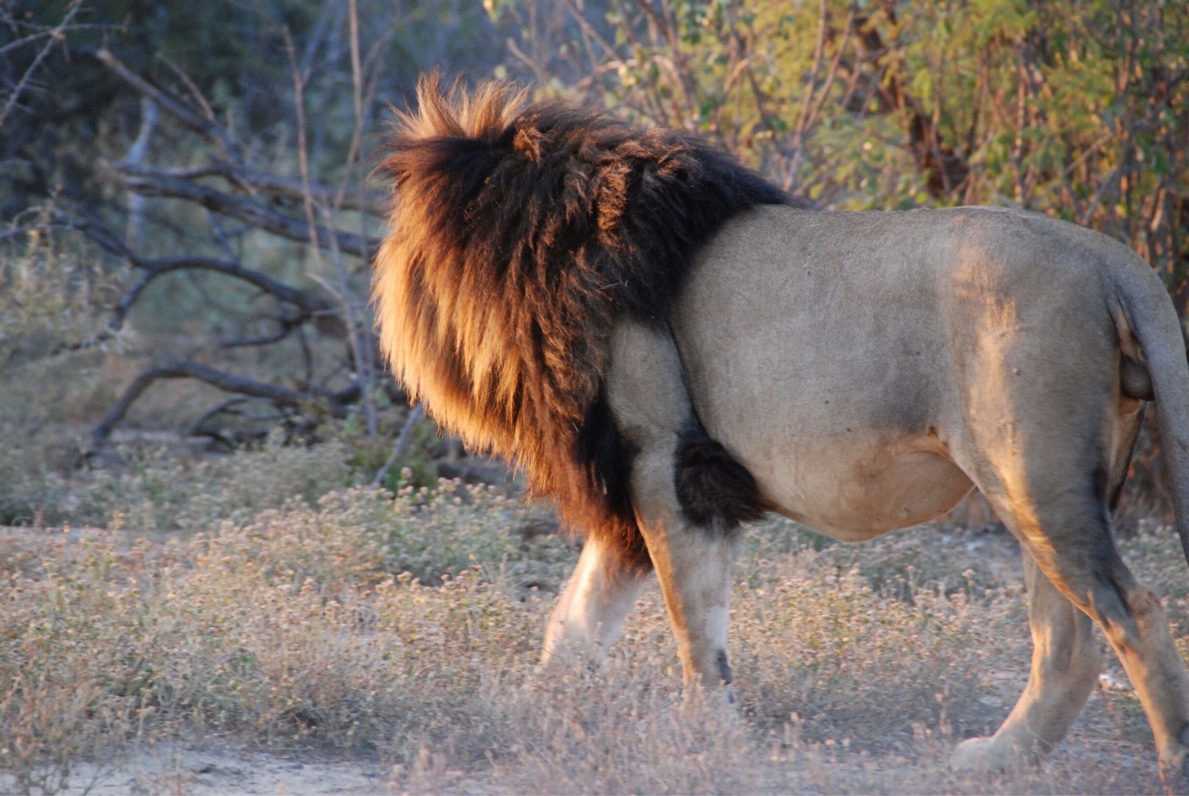 A lion with a large mane walking in a dry grassland with sparse trees.